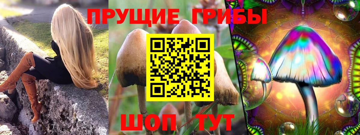 Псилоцибиновые грибы Psilocybine cubensis Краснотурьинск